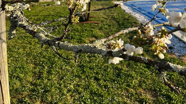 Un arbre aux fleurs blanches se dresse devant un bâtiment surmonté d’un toit rouge.