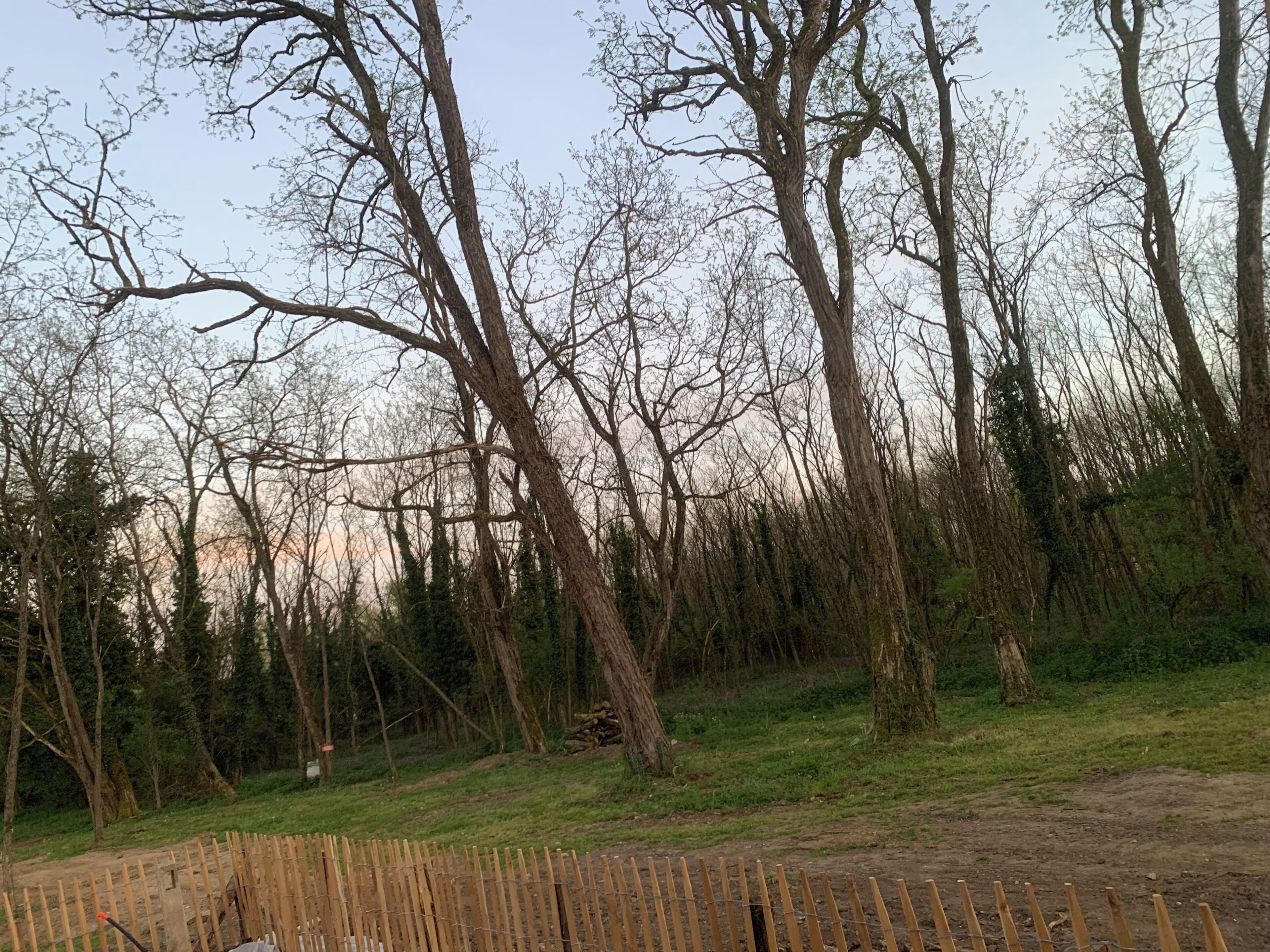 A forested area with tall trees and a dirt path.