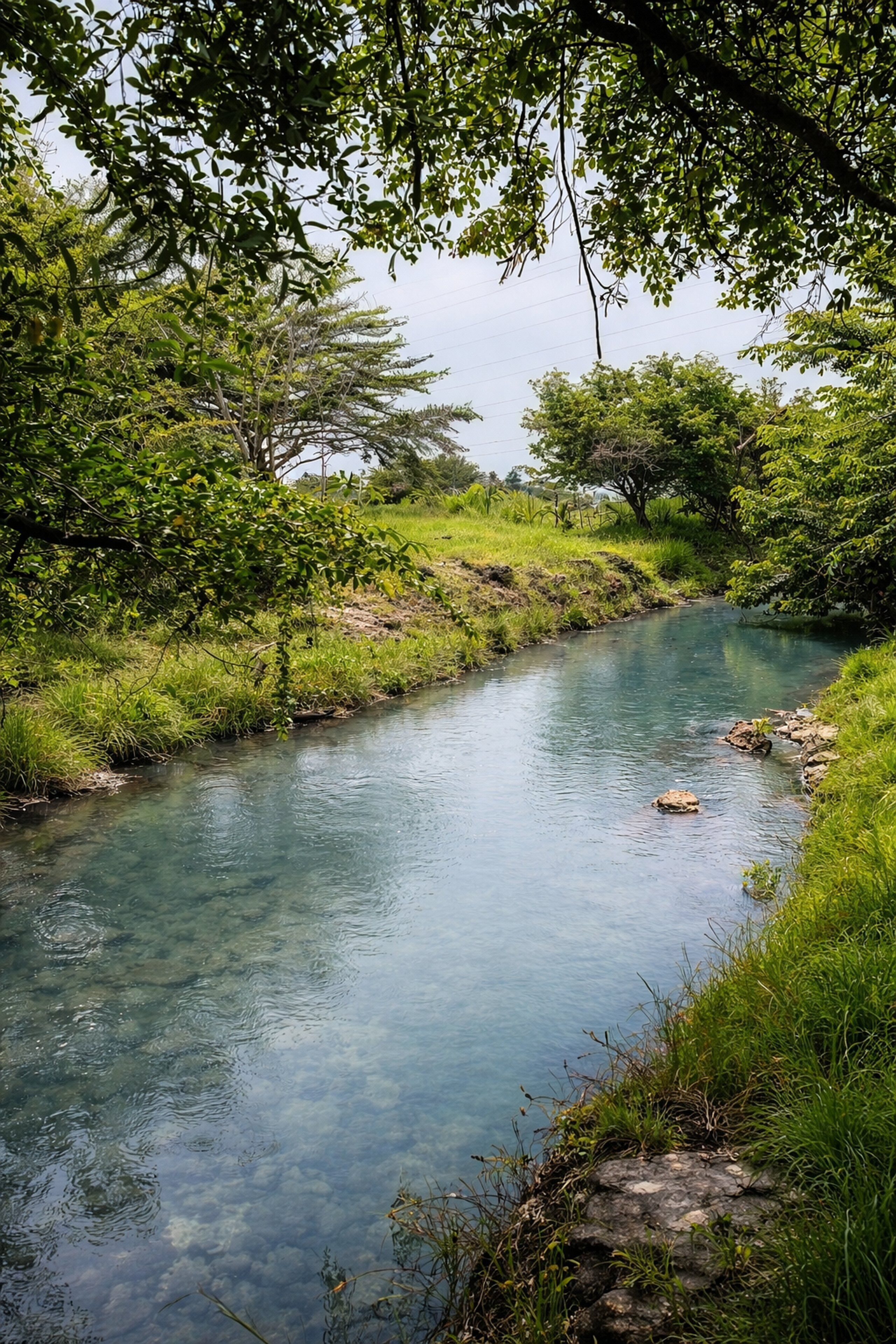 Un fiume limpido circondato da vegetazione e alberi.