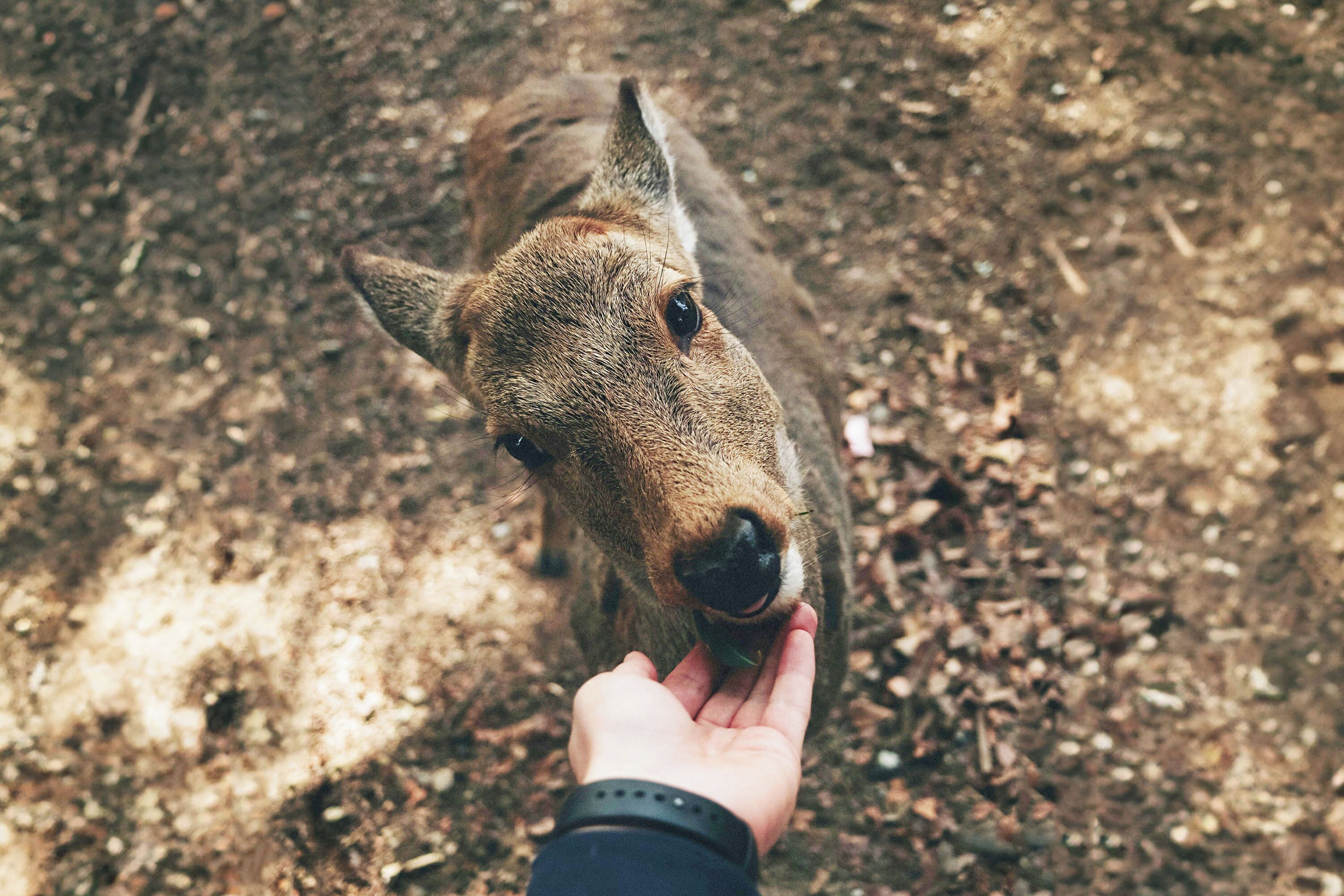 A close-up of a person's hand feeding a deer.