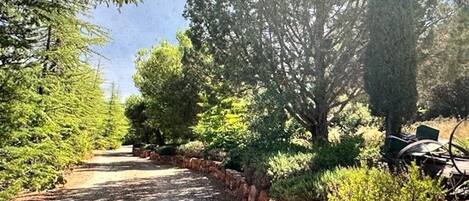 A gravel path flanked by dense greenery and a stone wall.