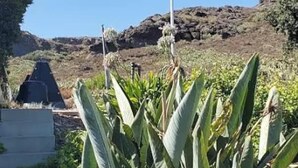 Un penya-segada amb la bandera dels Estats Units i la bandera d'Alemanya, envoltada de cactus i un paisatge rocos.