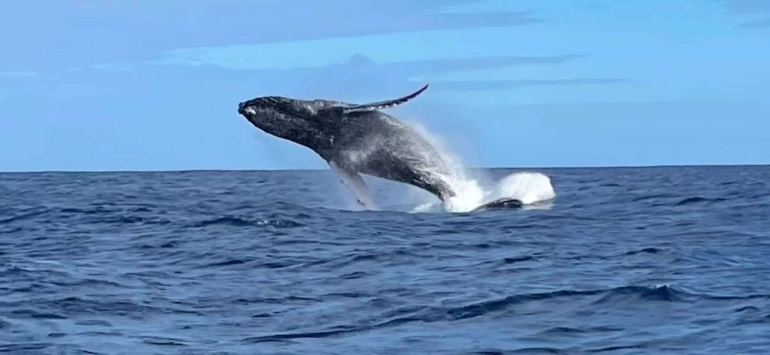 Rumah, 2 kamar tidur, akses difabel, kolam renang pribadi | Lain-lain