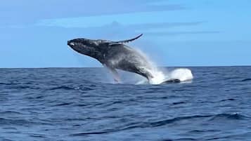 Rumah, 2 kamar tidur, akses difabel, kolam renang pribadi | Lain-lain