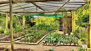 Une serre à ossature en bois, recouverte d’un toit translucide et remplie de différentes plantes.