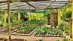 Uma estufa com várias jardineiras suspensas, estrutura de madeira e cobertura verde.