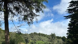 Eine bewaldete Landschaft mit blauem Himmel.