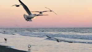 A beach scene with waves, birds, and a sunset. - Stunning Oceanfront King Suite at Oceans One Resort 9th Floor (Myrtle Beach)