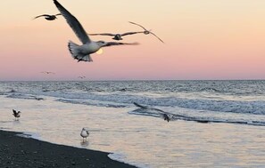 Een strandscène met golven, vogels en een zonsondergang.