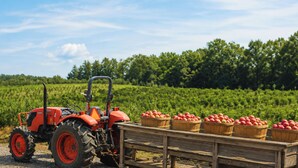 A red tractor with a trailer loaded with baskets of apples in a field. - High Rock Refuge: Pool Paradise w/ Panoramic Views • Hot-Tub • Family Gatherings (Blue Ridge)