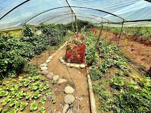A greenhouse with rows of plants, a central path, and a red structure. - 14A Rainforest view Villa, plus Studio Apartment. (Ciudad Cortés)