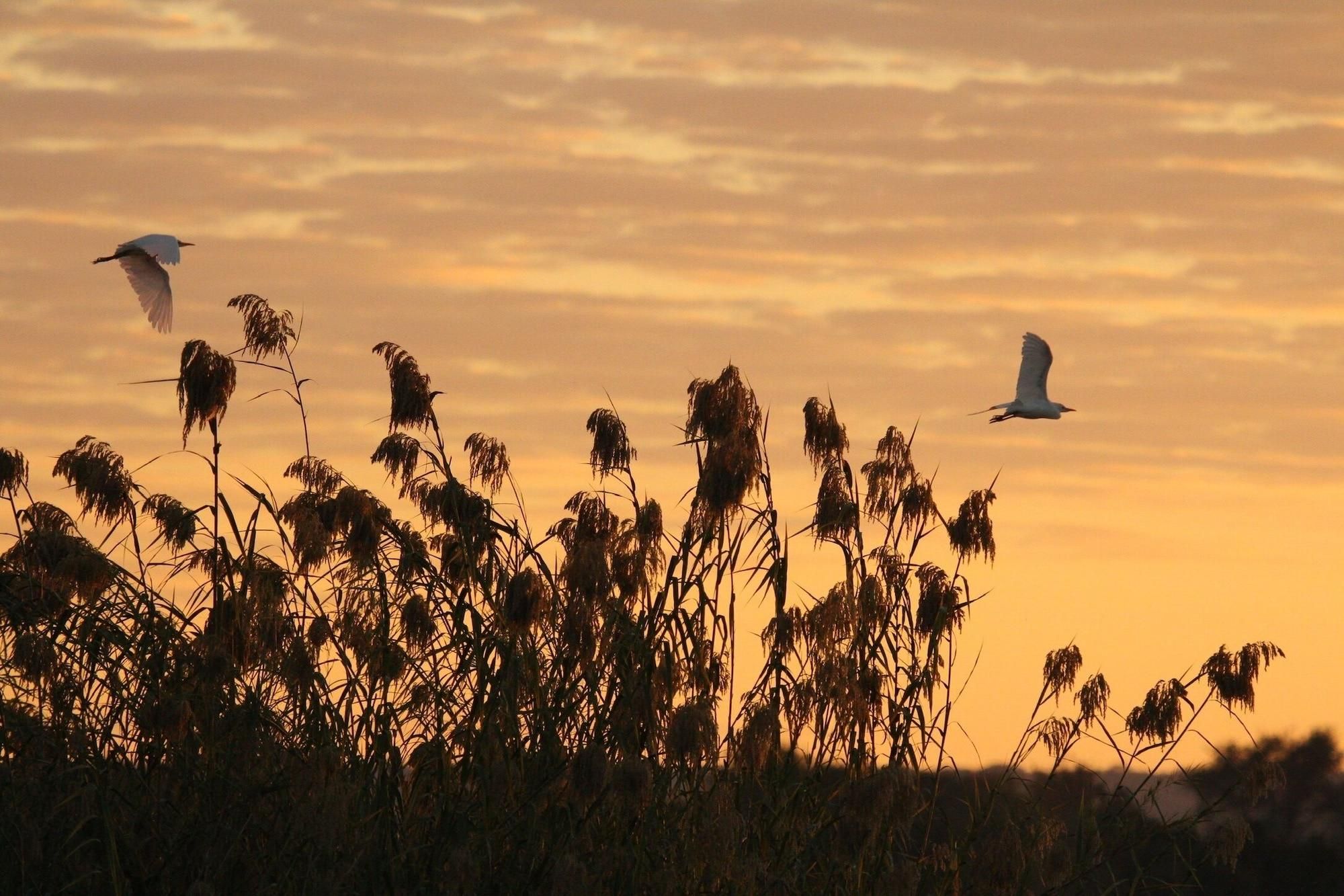 Un atardecer con siluetas de pastos altos y aves volando.