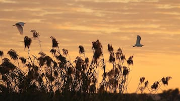 A sunset with silhouettes of tall grasses and birds in flight.
