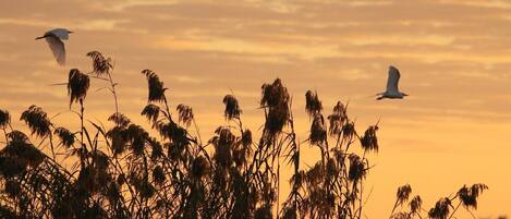 Un atardecer con siluetas de pastos altos y aves volando.