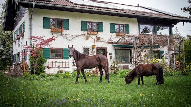 Een gebouw met een witte gevel en groene luiken, een paard op de voorgrond en een verzorgde tuin.