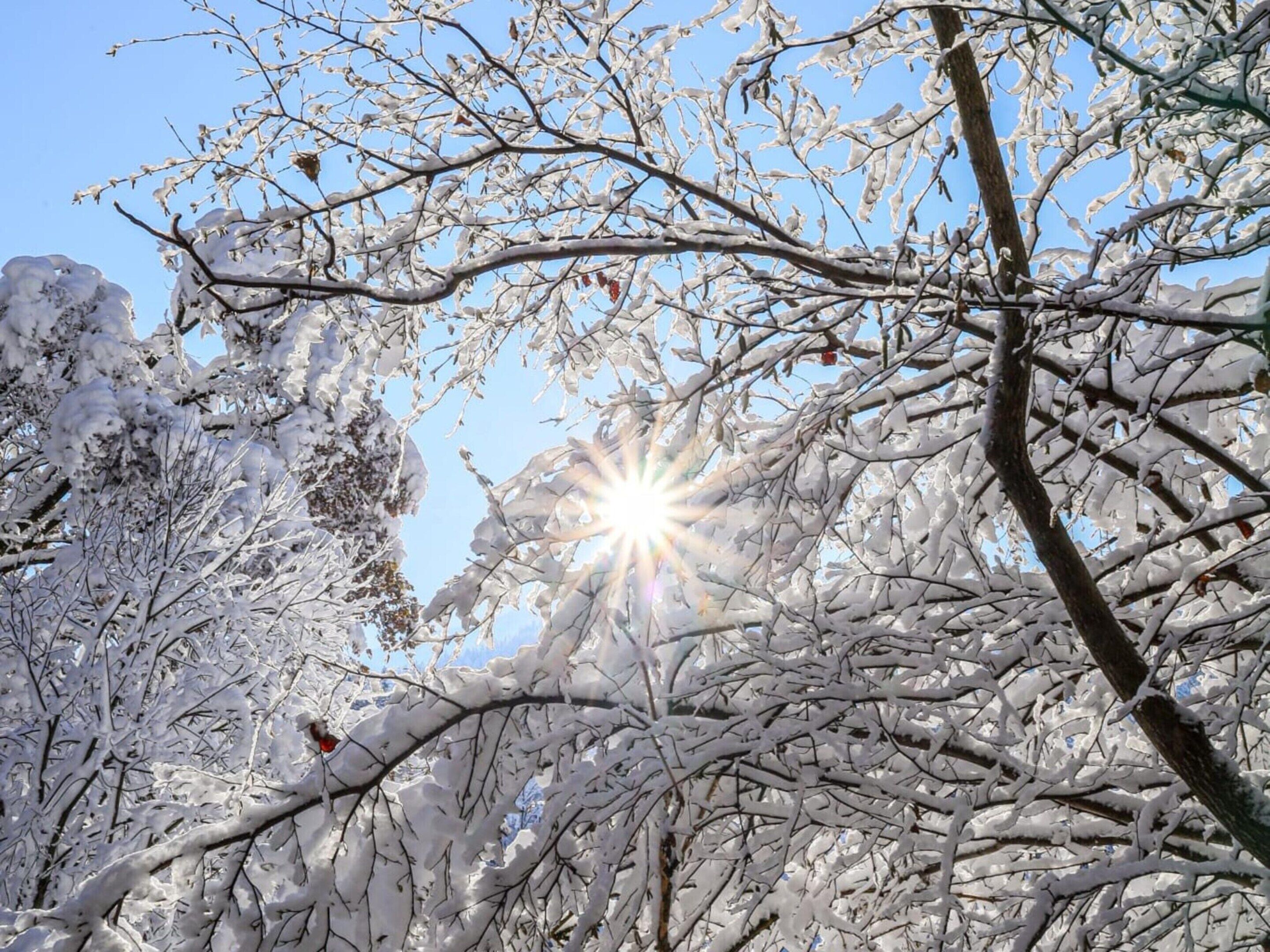 Een met sneeuw bedekte boom met takken en een heldere blauwe lucht.