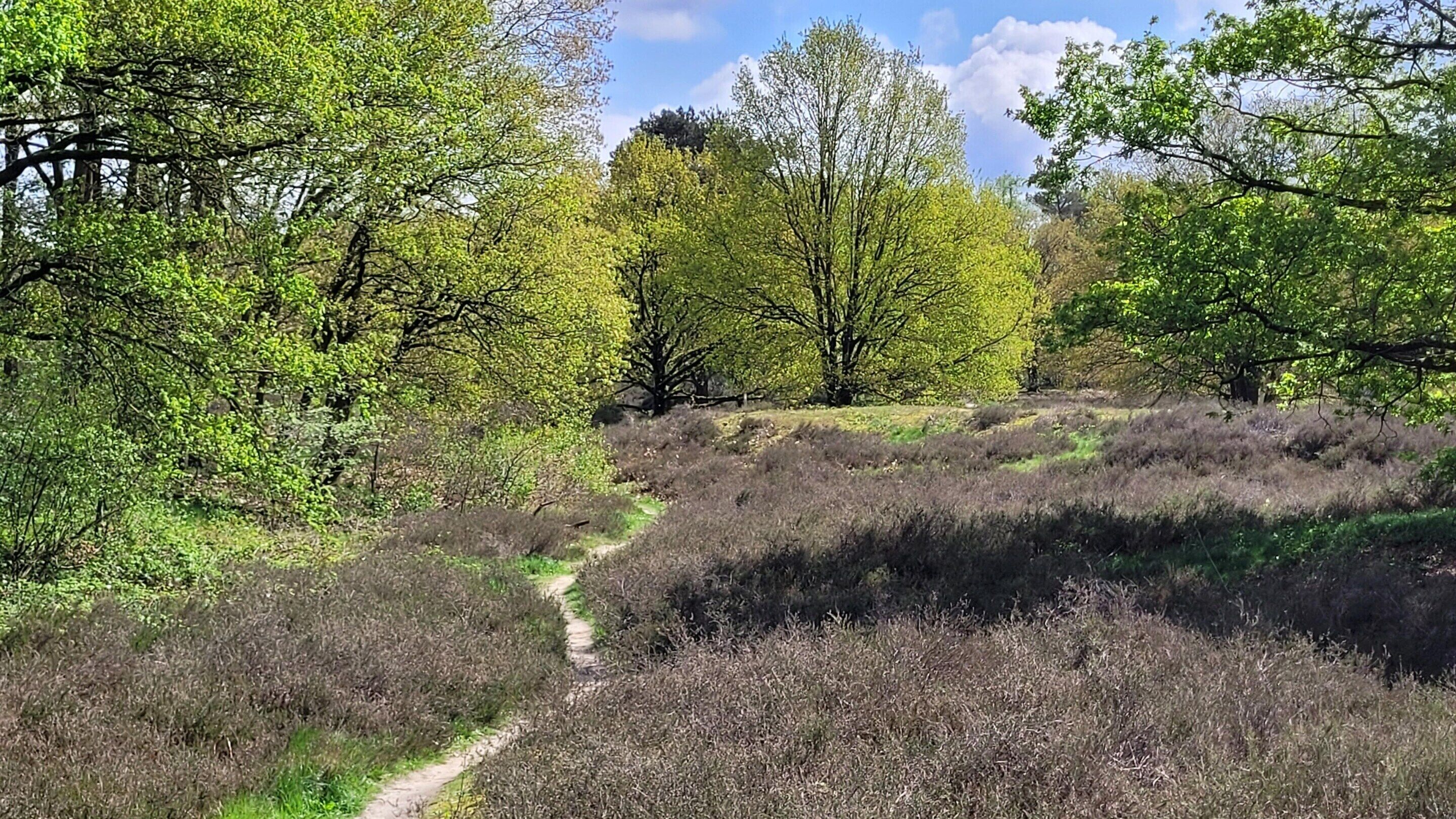 A natural landscape with a dirt path, dense green foliage, and trees.