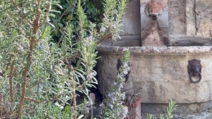 En stenvæg med en statue, omgivet af frodigt grønt løv.