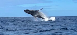 A whale breaching the ocean surface. - Ocean View Guesthouse in Tamarin,  Pool, Sunset (Tamarin)