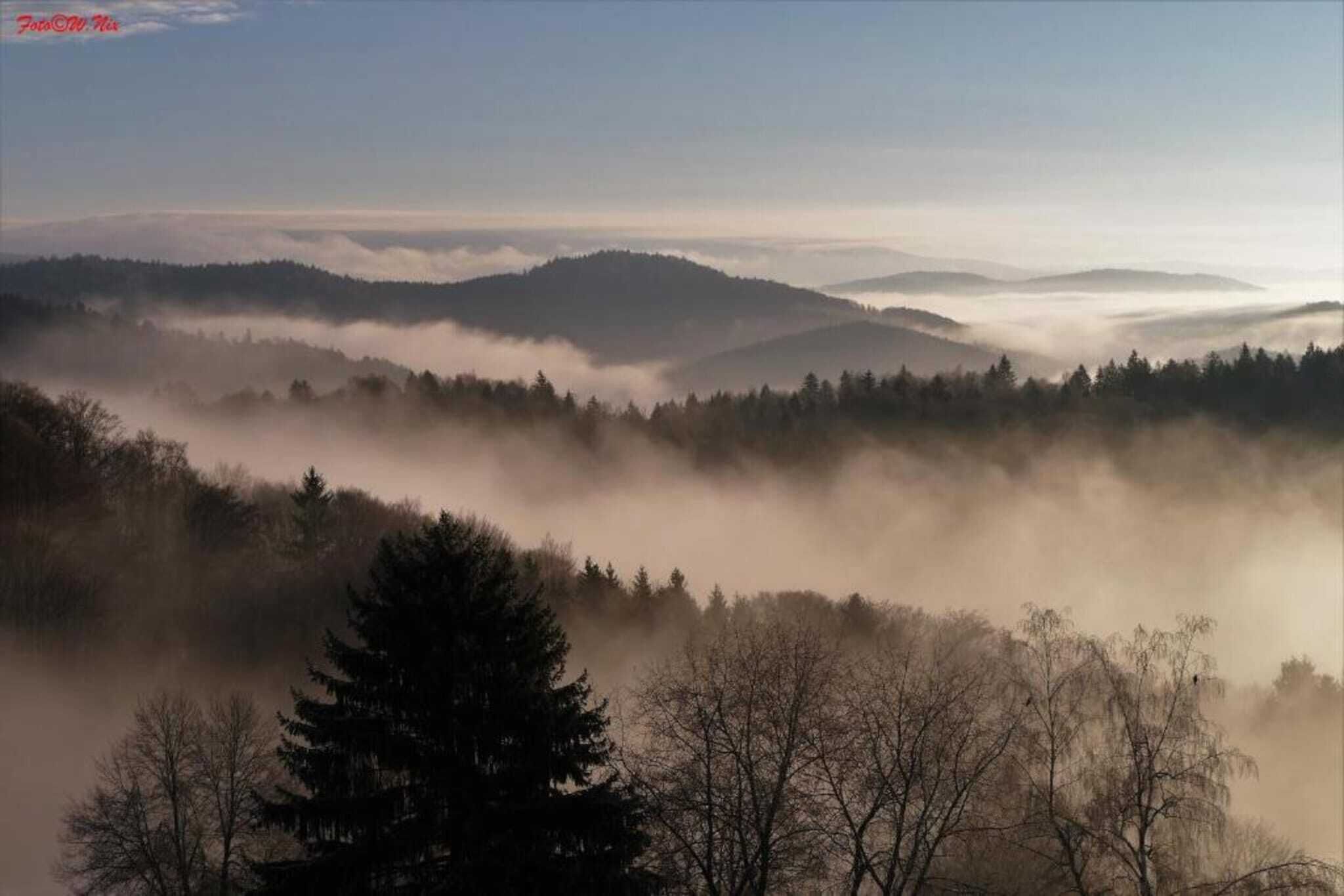Paesaggio di una fitta foresta avvolta nella nebbia, con alberi rigogliosi e dolci colline.