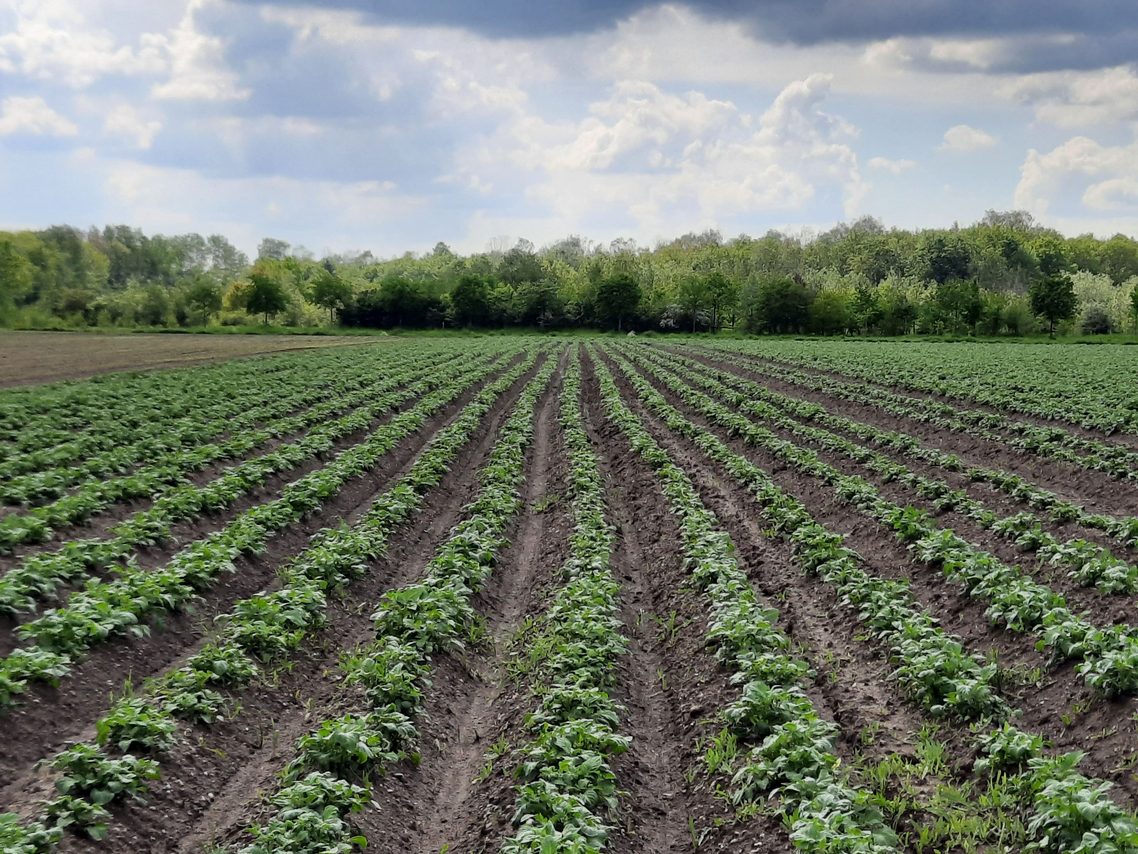 Ein weites Feld mit Pflanzenreihen, gesäumt von einer dichten Baumreihe, unter einem bewölkten Himmel.