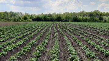Ein weites Feld mit Pflanzenreihen, gesäumt von einer dichten Baumreihe, unter einem bewölkten Himmel.