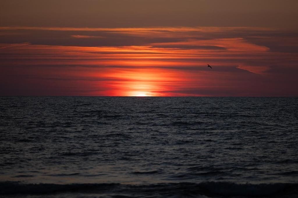 Atardecer sobre el océano con un ave volando.