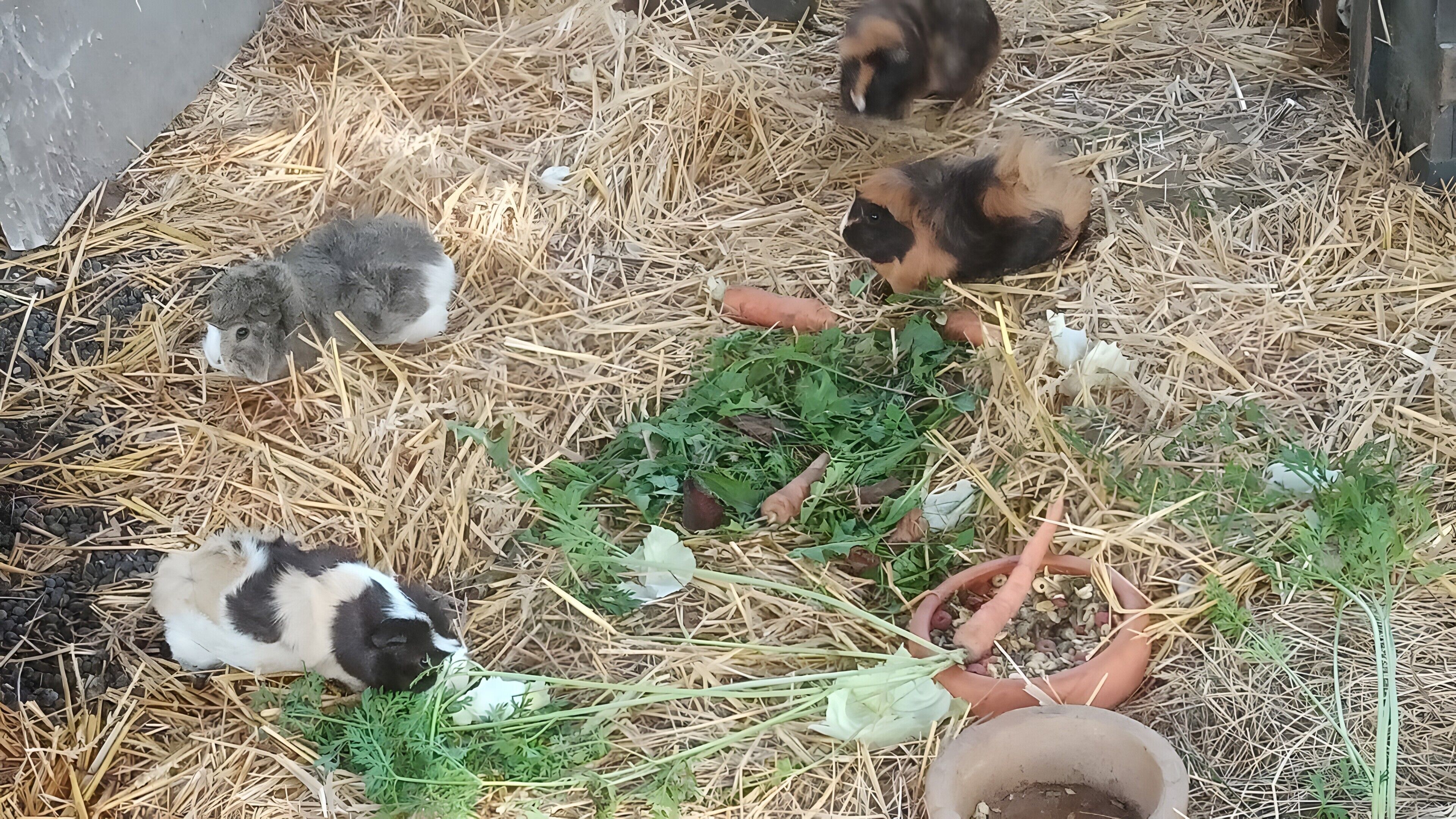 A group of guinea pigs on straw bedding with scattered vegetables.