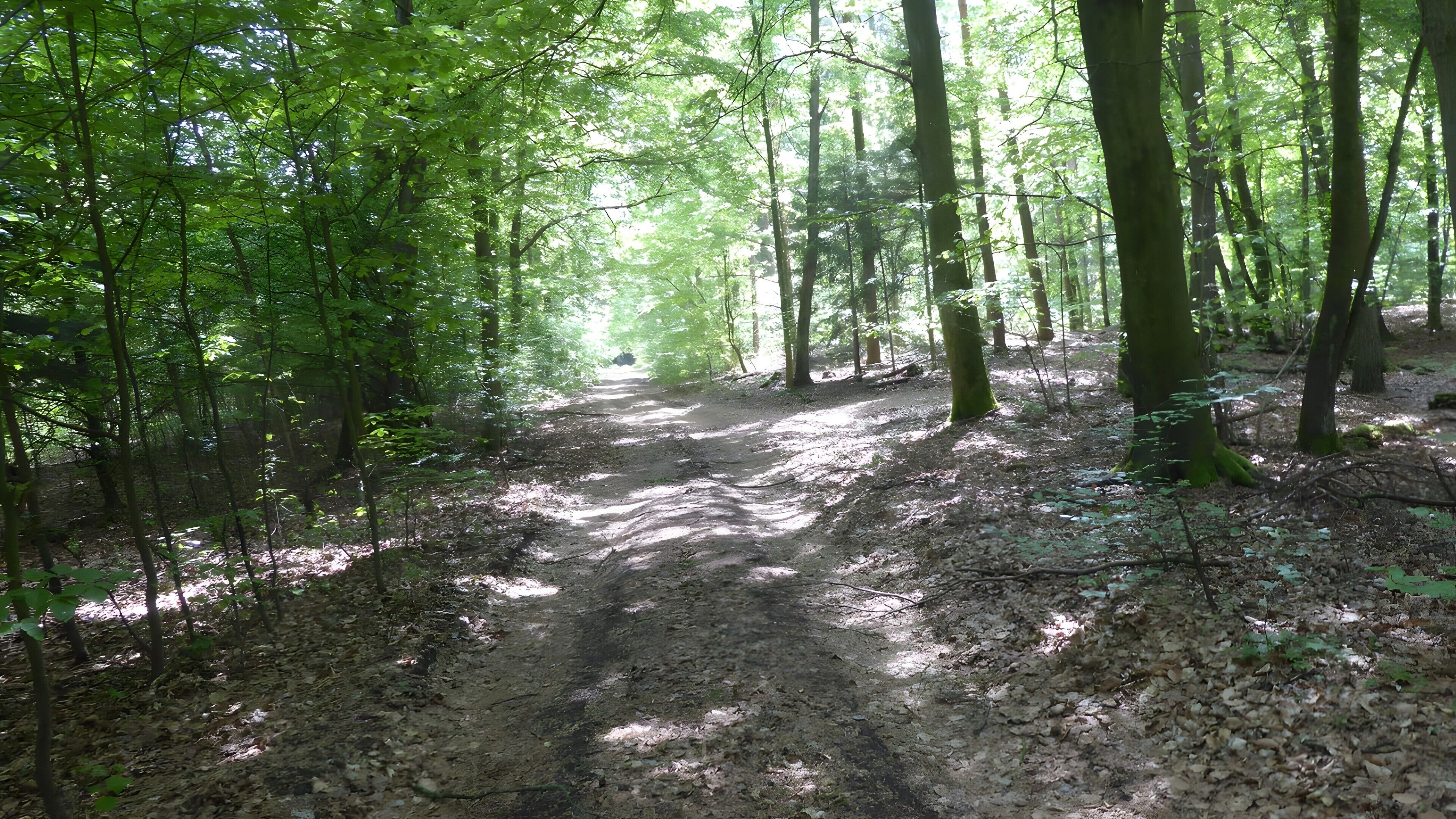 A forest path with trees and sunlight filtering through.