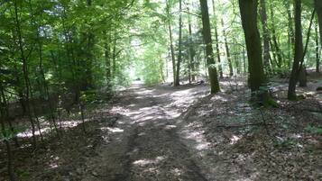 A forest path with trees and sunlight filtering through.