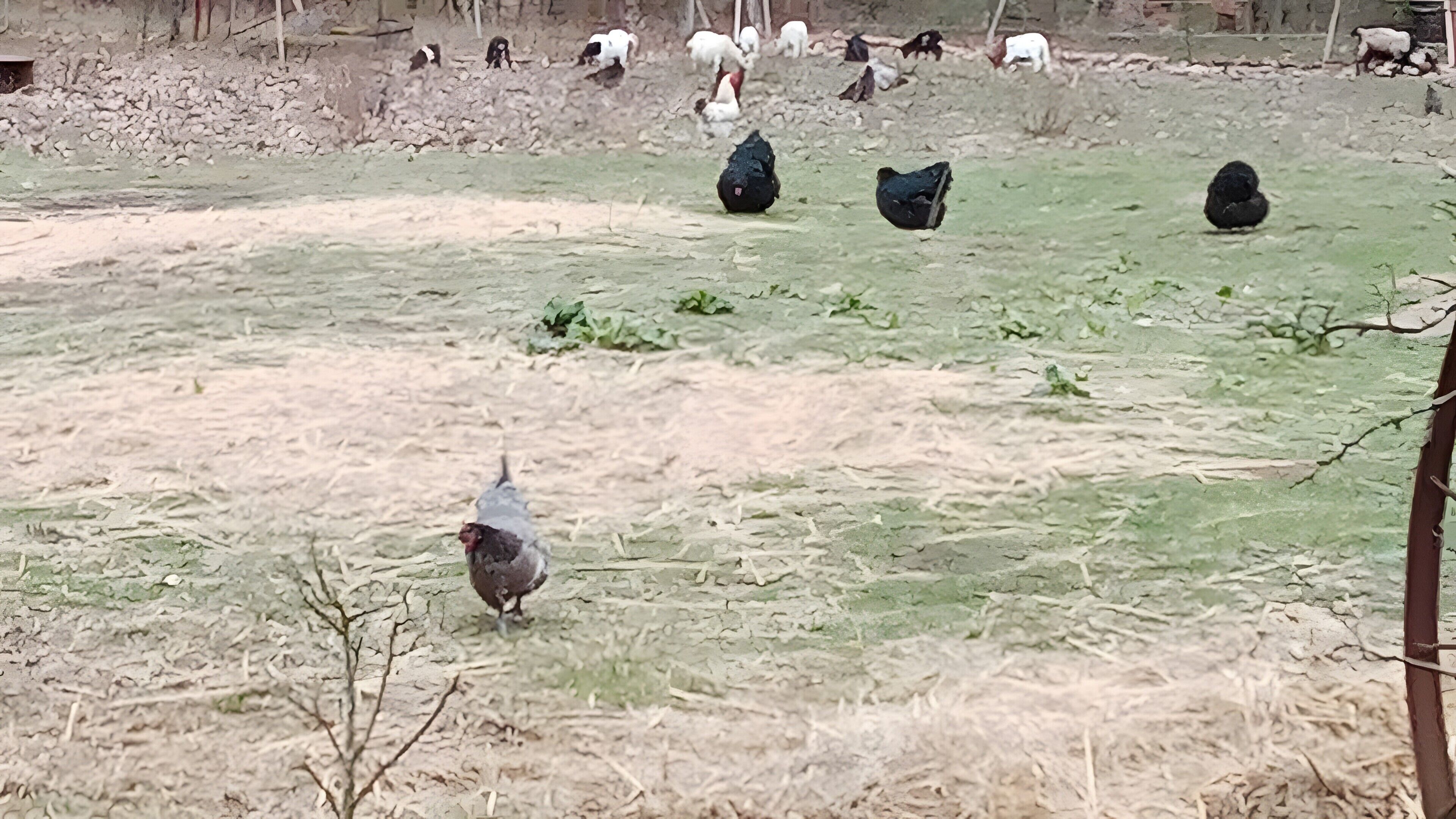 Zona esterna e rurale, con galline e un piccolo albero.