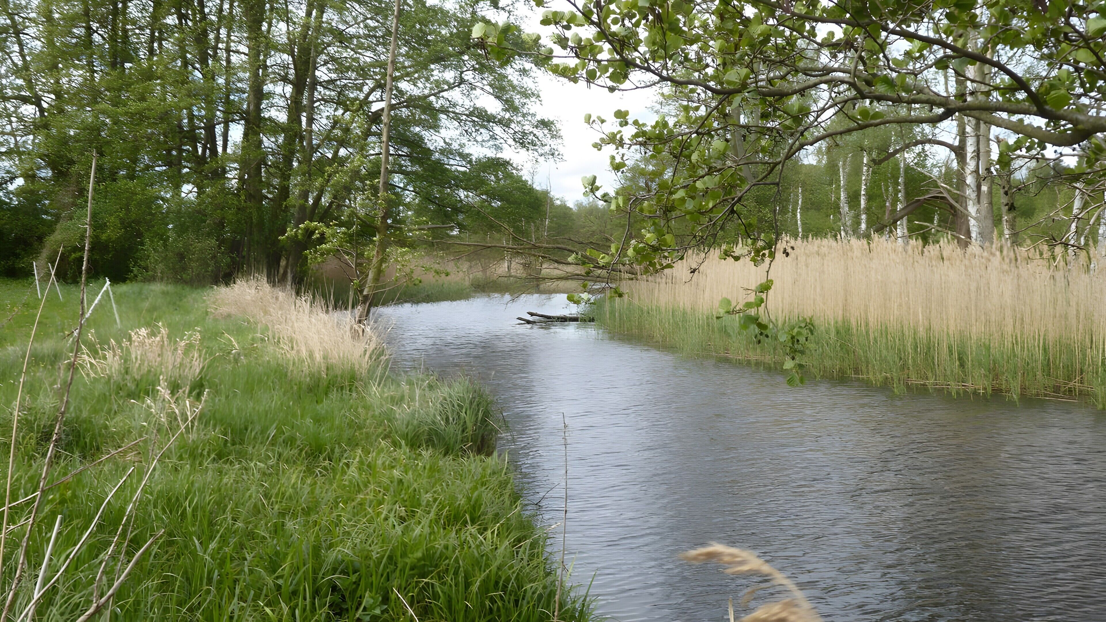 Een rustige rivier omringd door groen en bomen.