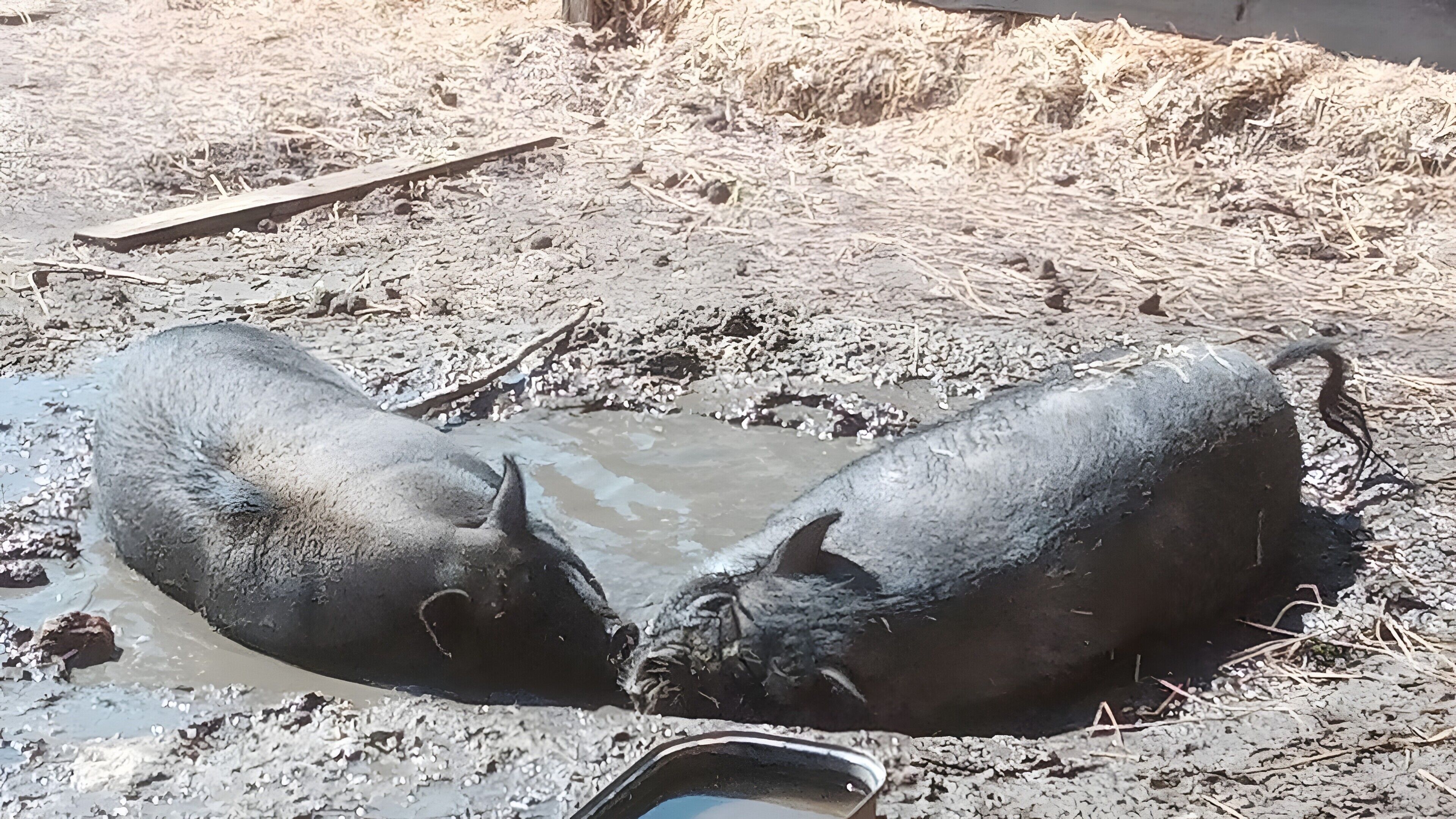 Zwei Schweine liegen in schlammiger Umgebung, mit einer Pfütze und einem Metallbehälter in der Nähe.