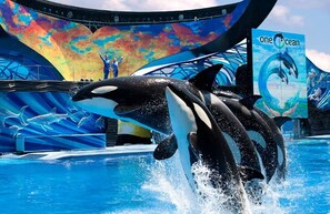 A dolphin show with orcas performing in a pool, a colorful backdrop, and a sign reading 'one ocean.' - Cozy Dr Phillips Condo Near Universal Studios (Orlando)