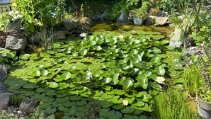 Un estanque cubierto de lirios y nenúfares, rodeado de rocas y vegetación.