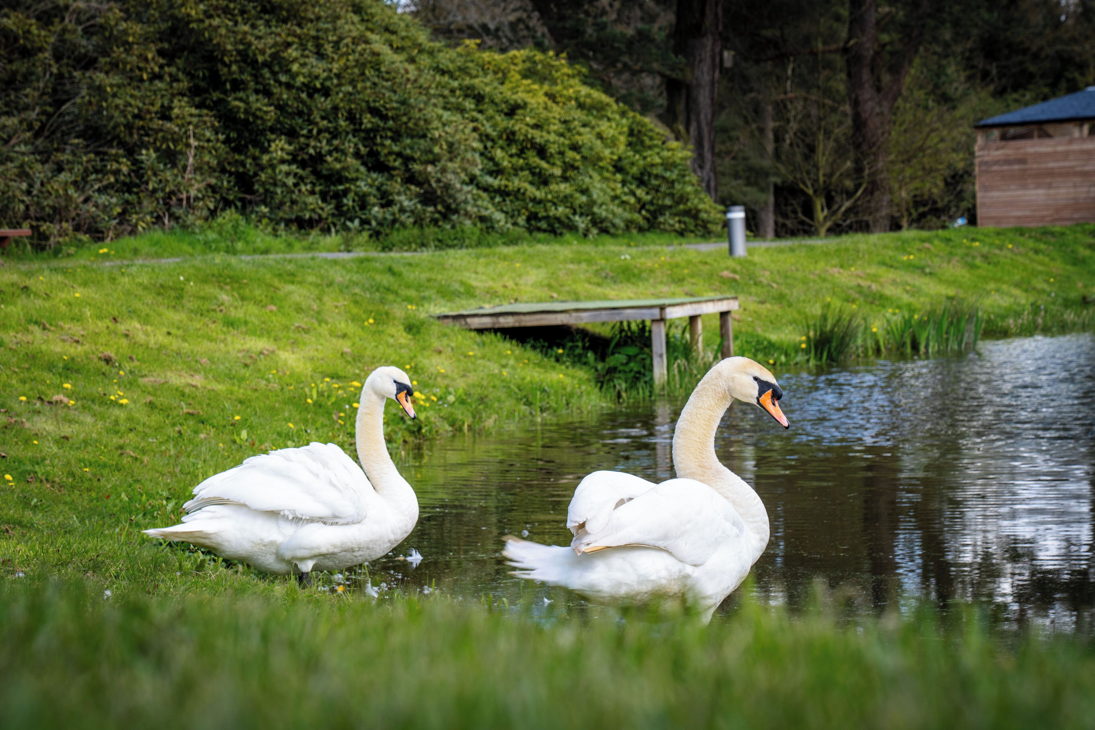 Two swans on a grassy bank near a body of water with a wooden structure in the background.