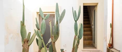 A cactus garden with several large cacti in planters, a staircase, and a white wall with a door.