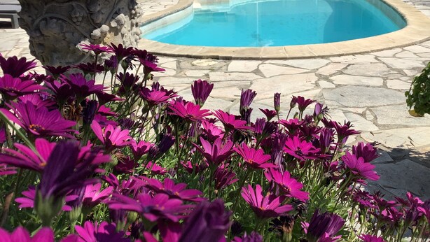 Una piscina rodeada de baldosas de piedra, con flores moradas al frente.