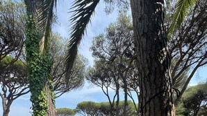 Un'amaca legata tra gli alberi in un ambiente naturale, con fitta vegetazione e cielo sereno.