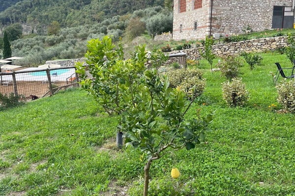 Autumn, Garden, Spring, Summer