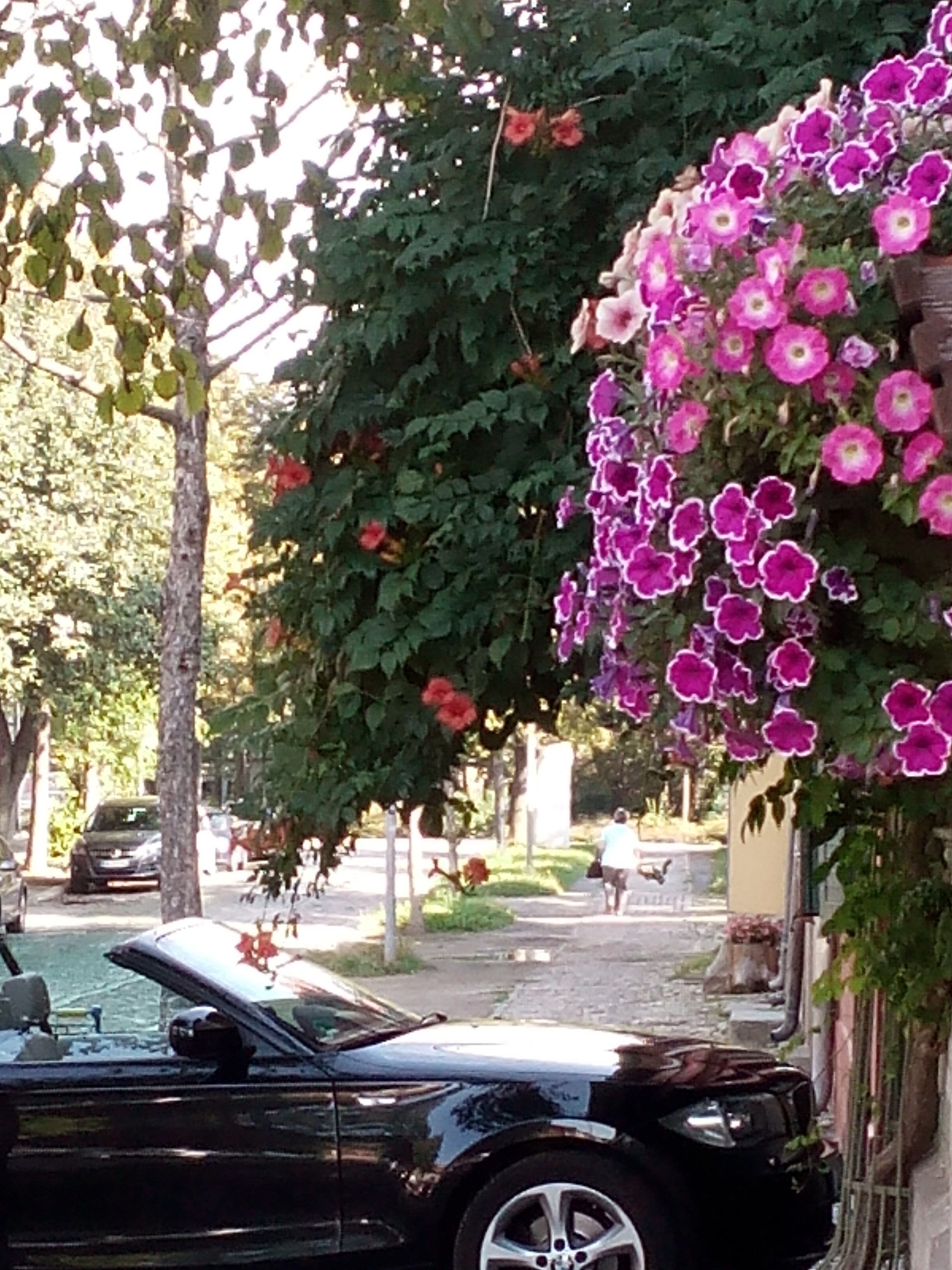 Ein schwarzes Auto steht auf einer Straße, ein Baum mit hängenden violetten Blüten und ein Gebäude mit einem sichtbaren Fenster.