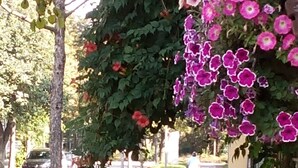 A black car parked on a street, a tree with hanging purple flowers, and a building with a visible window. - "Sunshine" in harmony and color (Quedlinburg)