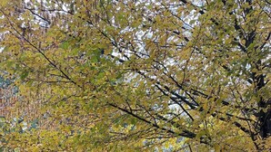 Een blokhut met zeilbedekking, omringd door bomen met gele bladeren, en een houten terras ervoor.