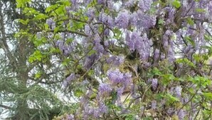 A patio with a glass table, black outdoor furniture, and a wisteria tree. - VILLA SAINT-PIERRE (La Trimouille)