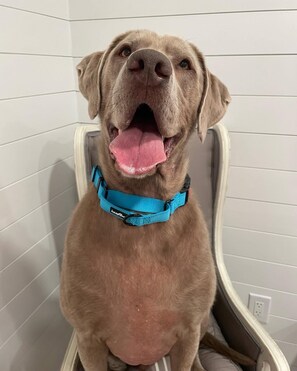 Lemmikkiystävällinen