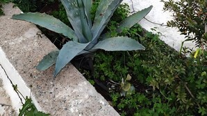 Pla planter de formigó amb una planta d'agave, envoltat de vegetació i una carretera amb edificis al fons.
