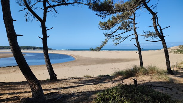 A beach with sand dunes, a clear sky, and trees. - House Port Bourgenay 6-8 pers - 3 bdrms - pools/toboggans-Plage-Golf- Activities (Talmont-Saint-Hilaire)