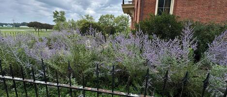 Un bâtiment en briques doté d’un jardin où l’on trouve des plantes à fleurs violettes et une clôture en métal.