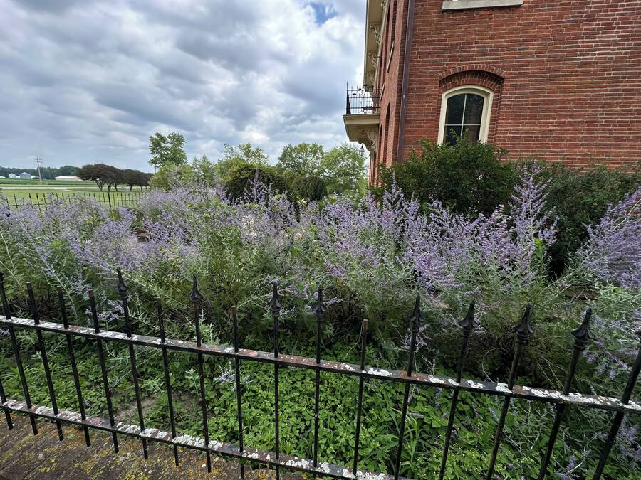 A brick building with a garden featuring purple flowering plants and a metal fence.