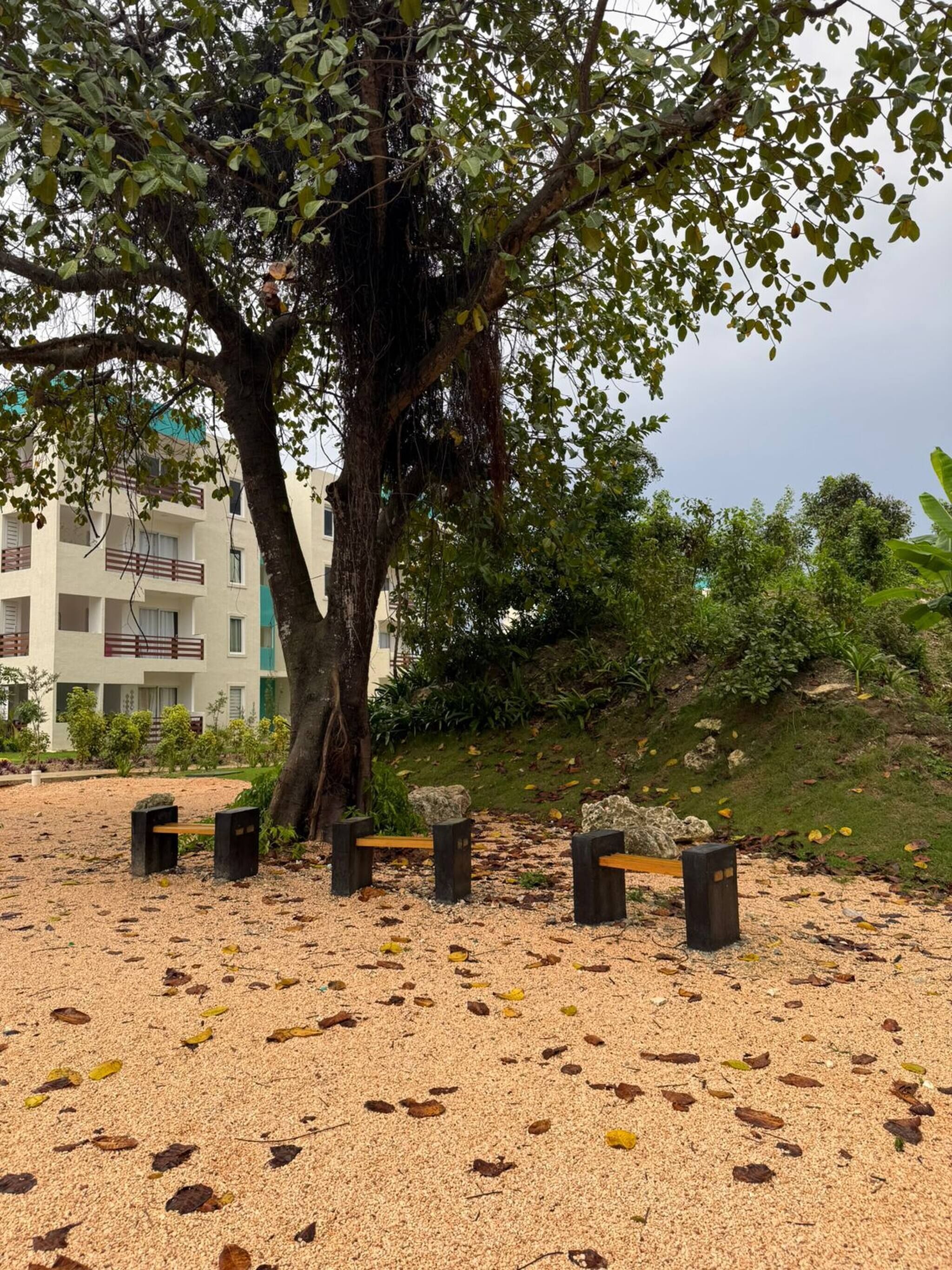 A tree-lined area with benches and a building in the background.